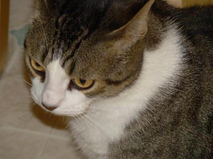 Cornelius