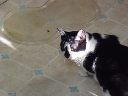 OREO